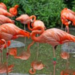 Tale Of a Flamingo Bachelors Party In Morocco