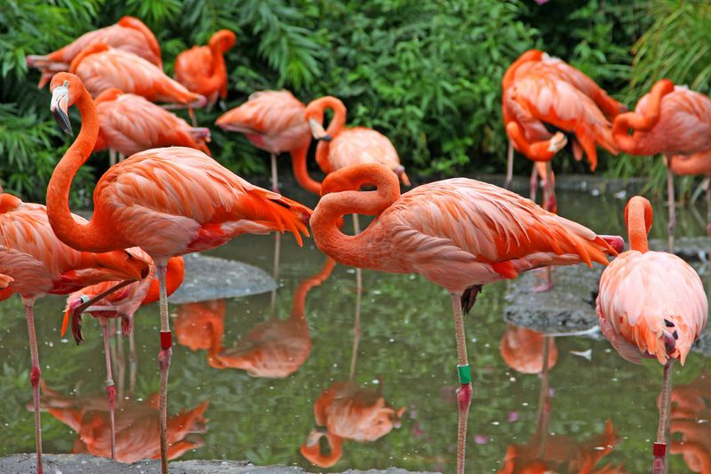 Tale Of a Flamingo Bachelors Party In Morocco