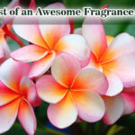 The List of an Awesome Fragrance Flowers