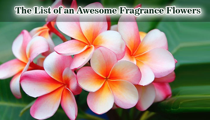 The List of an Awesome Fragrance Flowers