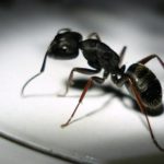 Pesky Ants