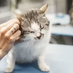 6 Ways Grooming Helps Detect Early Health Problems