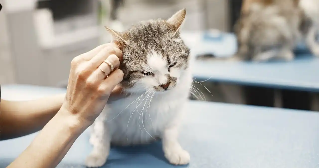 6 Ways Grooming Helps Detect Early Health Problems