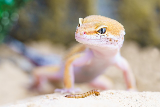 Gargoyle Gecko Diet