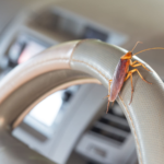 How To Control Roach Getting In A Car