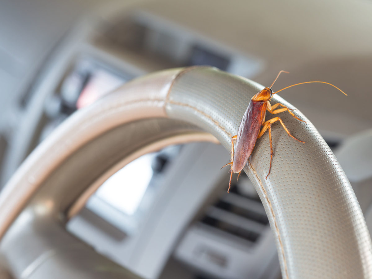 How To Control Roach Getting In A Car