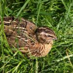 Jumbo Coturnix Quails