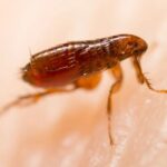 what do fleas look like to the human eye
